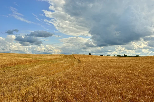 Summer sunny Landscape with  grain field in Russia.