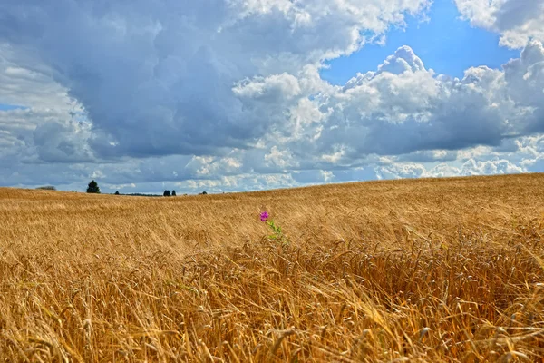 Summer sunny Landscape with  grain field in Russia.