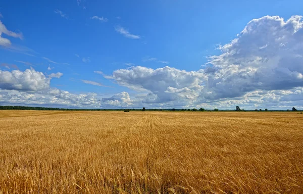 Summer sunny Landscape with  grain field in Russia.
