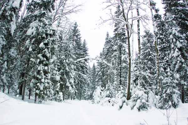 Beautiful winter scenery, snow-covered spruce forest