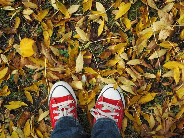 Feet in red sneakers on the background of autumn leaves, top view, informal style