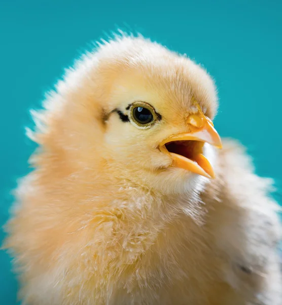 Cute little newborn chicken