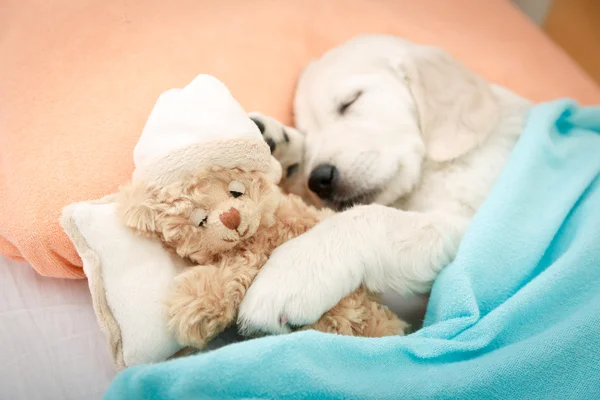 Labrador retriever puppy