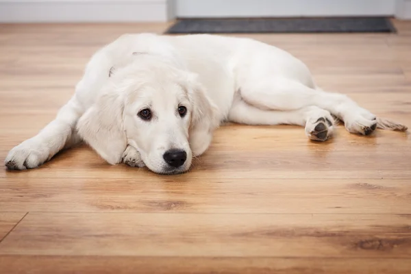 Labrador retriever puppy