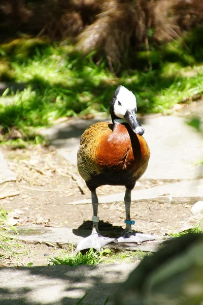 White faced Whistling duck