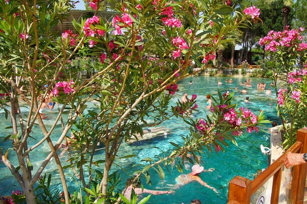 Pink oleander lines the edges of the pool