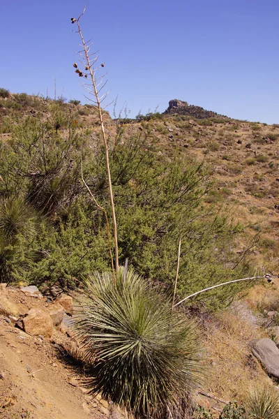 Century plant (Agave americana)