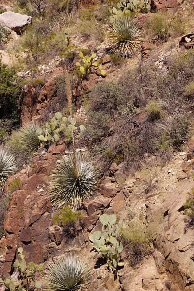 Century plant (Agave americana)