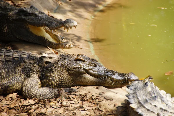 Adult crocodiles at rest