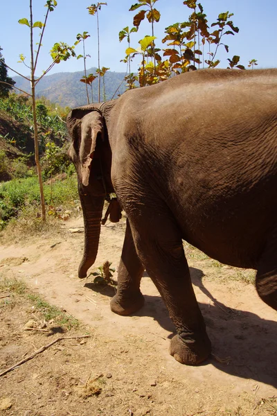 Female elephant walking to the stream