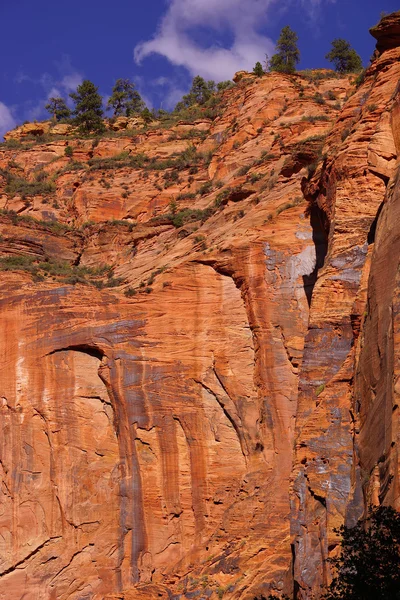 Sheer cliffs confine the Virgin River