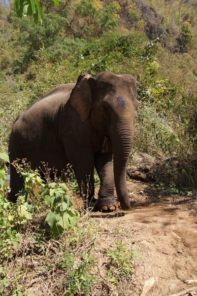 Female elephant walking to the stream