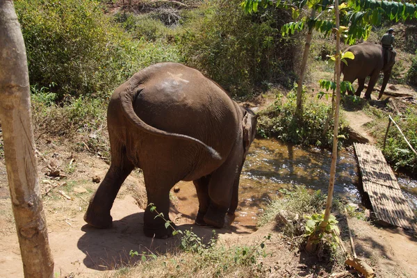 Female elephant walking to the stream