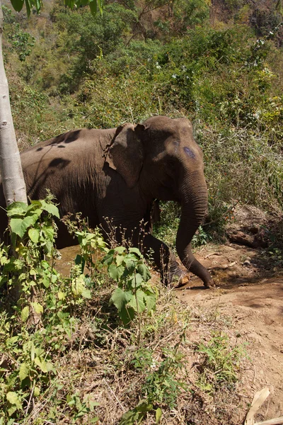 Female elephant walking to the stream