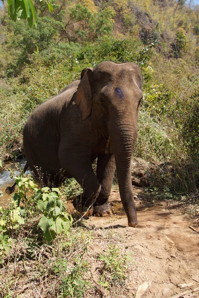 Female elephant walking to the stream