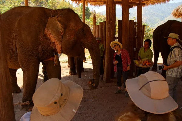 Tourists help feed the elephants