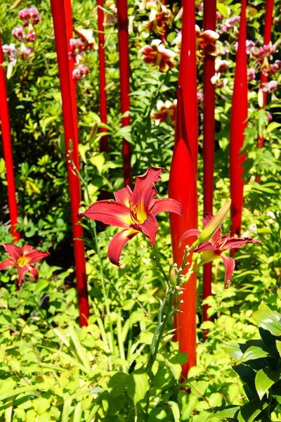 Red blown glass tubes rise among lilie