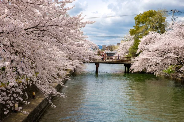 Sakura blooms in Japan