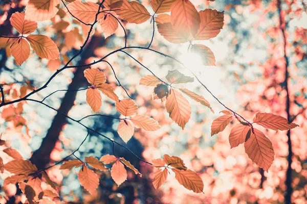 Red autumn leaves and sunlight background
