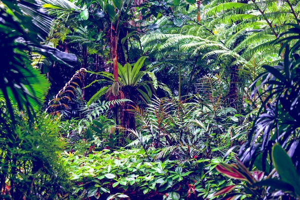 Tropical rain forest