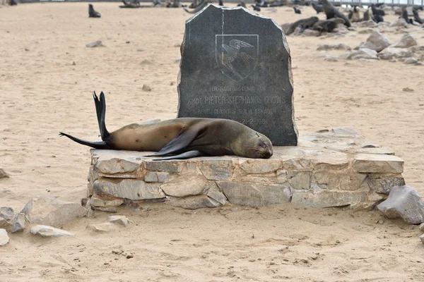 Sleeping cape fur seal, Namibia