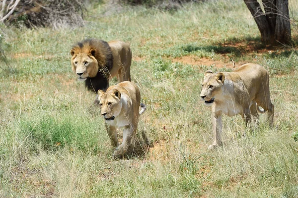 Pride of lions, Africa