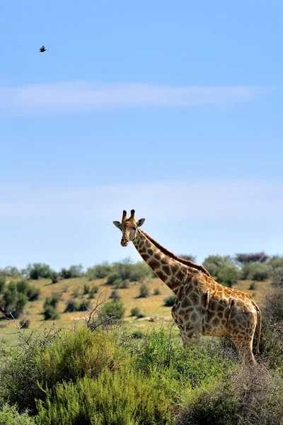 Giraffe in Namibia