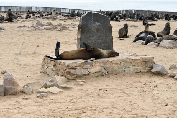 Cape fur seal on the Cape Cross, Namibia