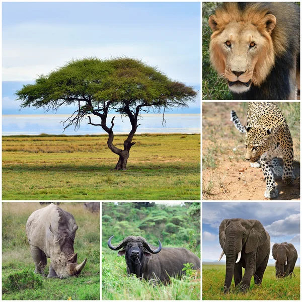African animal Big Five