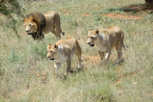 Pride of lions, Africa
