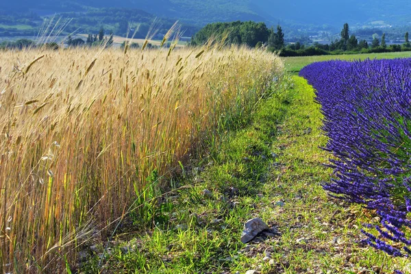 Provence rural landscape, France