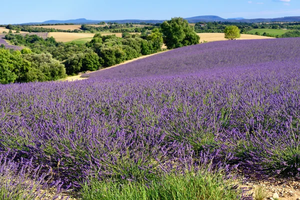 Provence rural landscape