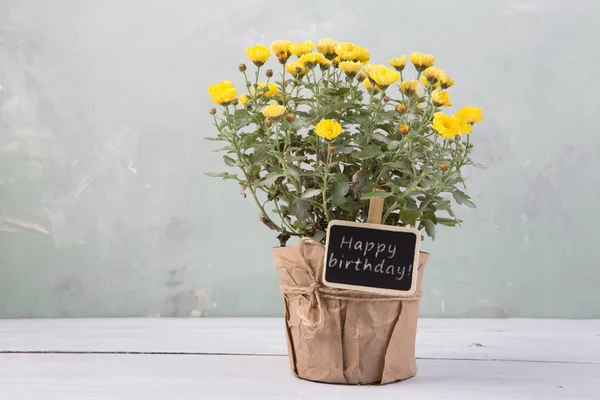 Happy birthday - beautiful  flowers in pot with blank message ca