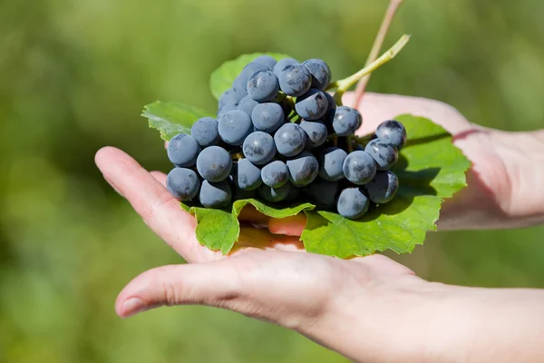 Hands holding fresh bunch of grapes in the vineyard