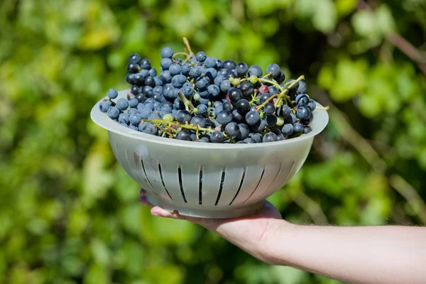 Hand holding fresh bunch of grapes in the vineyard