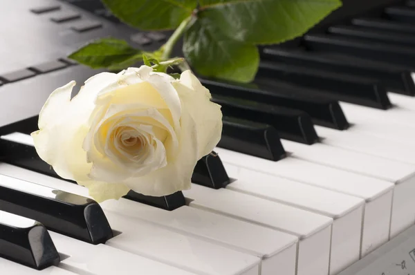 Rose flower over piano keyboard.