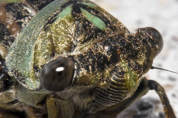 Macro cicada head side