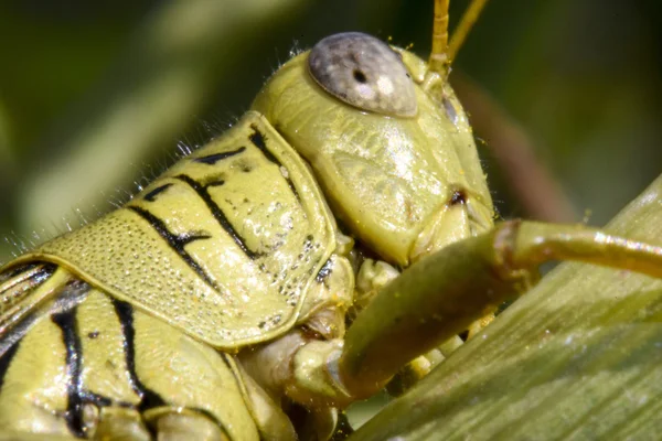 Grasshopper head side