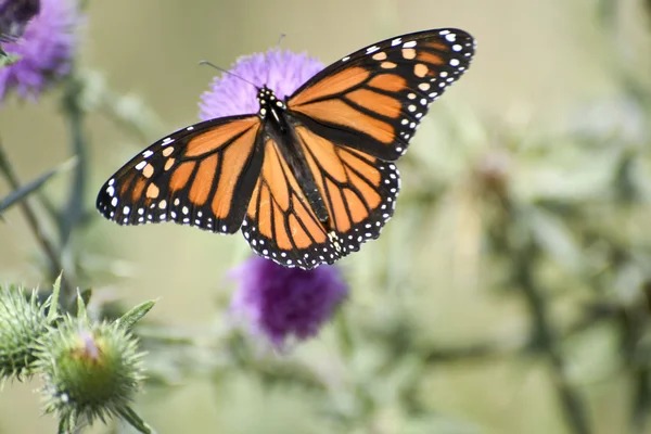 Butterfly wings full open