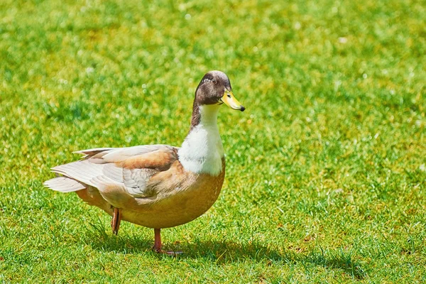 Duck on the Grass