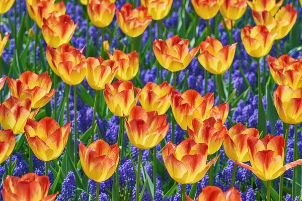 Multicolored Tulip Flowers