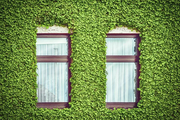 Windows among Ivy