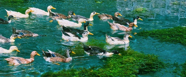 Ducks Swimming Down the River