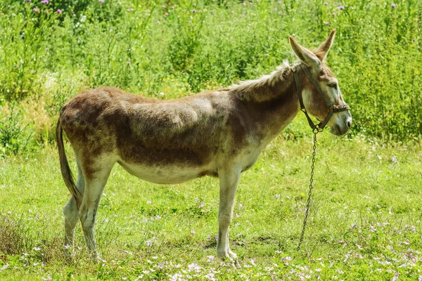 Tied Donkey on the Pasture