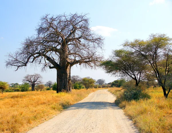 African landscape with a boabab tree