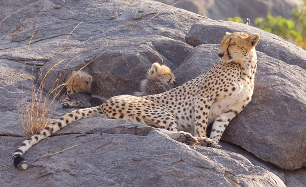 A cheetah is sitting on the rocks with two little cheetah cubs