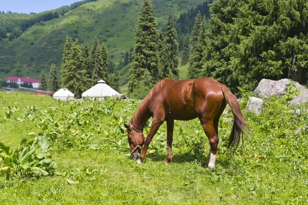 Yurt spruce horse landscape summer