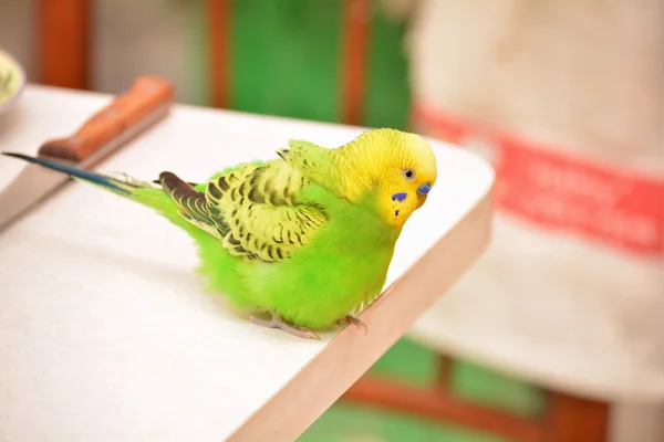 Budgie on a table