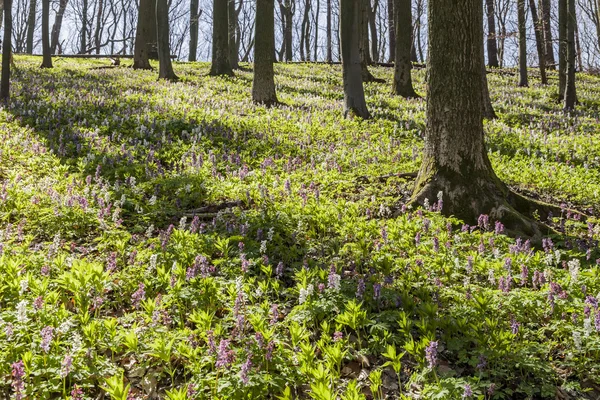 Corydalis flowers (Corydalis cava) on the Freeden mountain in Lower Saxony, Germany