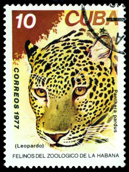 Vintage  postage stamp. Wild big cats. Leopard.